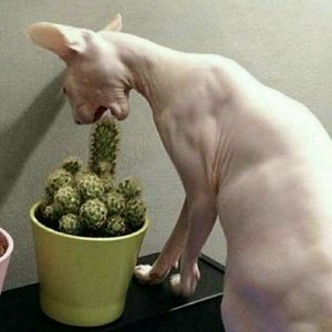 Meet your Posher, Cassidy